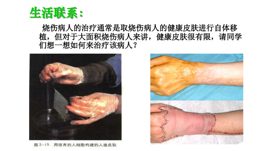 选修3.2.2.1动物细胞培养和核移植技术.ppt_第1页