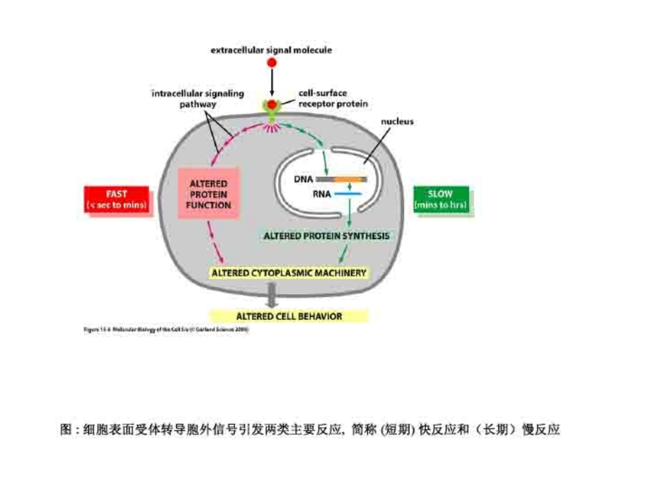 细胞生物学11细胞信号转导.ppt_第1页