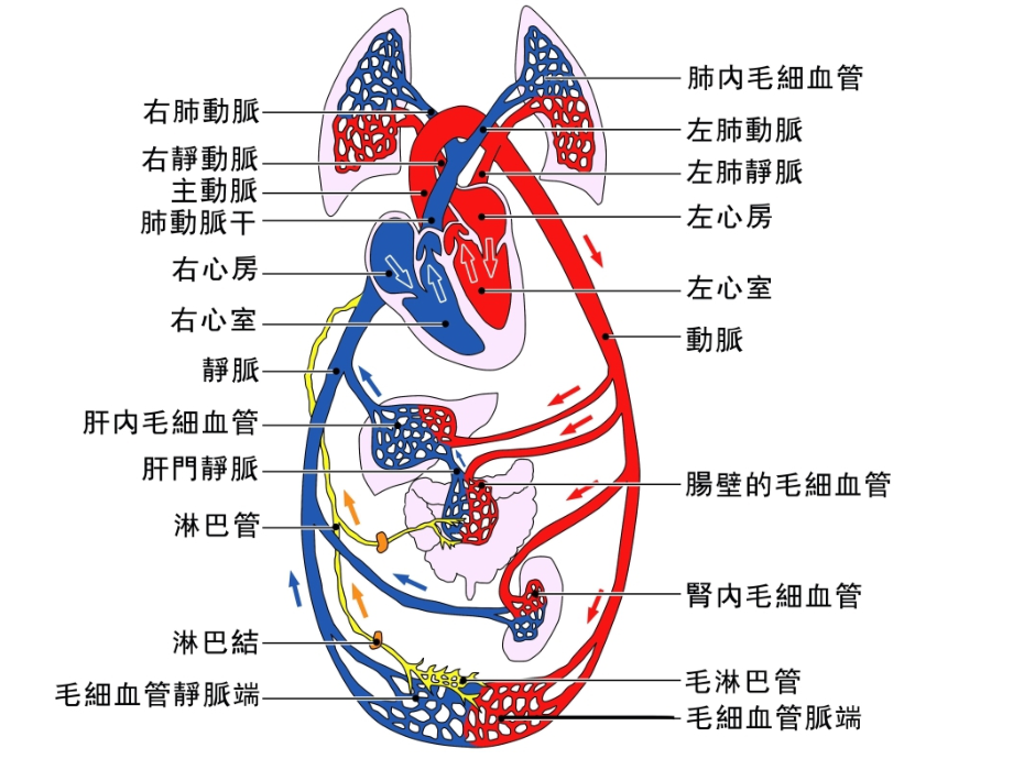 重庆大学生理学课件.ppt_第2页