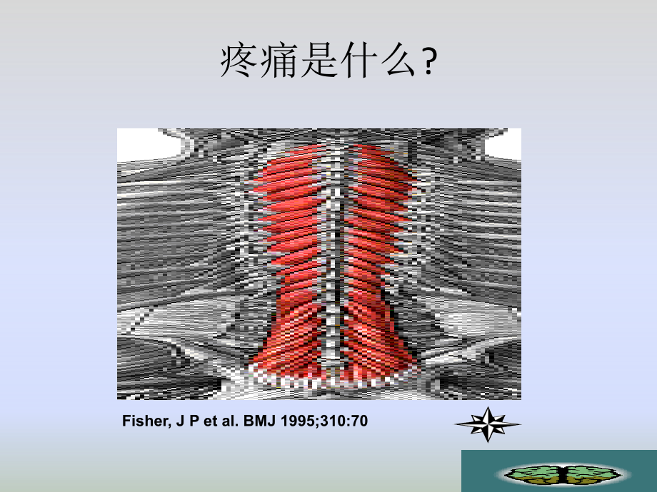 腰椎稳定性训练基础.ppt_第2页