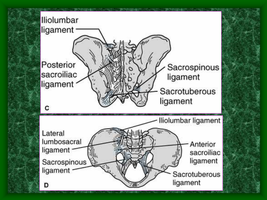 骨盆骨折分类课件.ppt_第2页