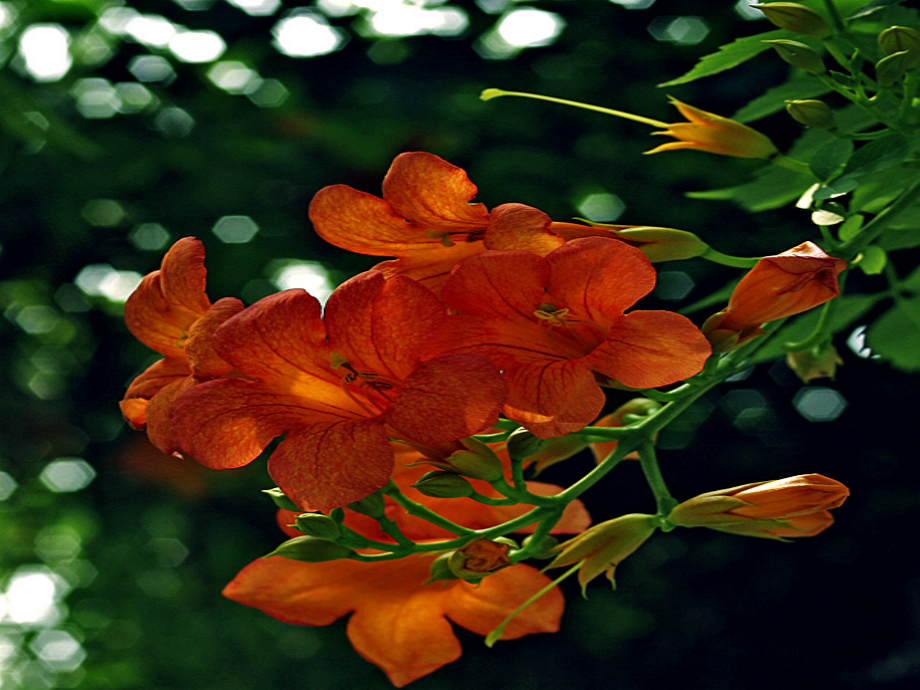 致橡树朗诵唯美背景专题培训课件.ppt_第2页