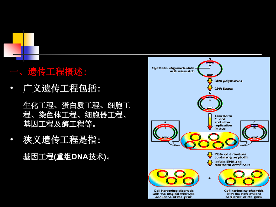 遗传学第十一章重组DNA.ppt_第2页