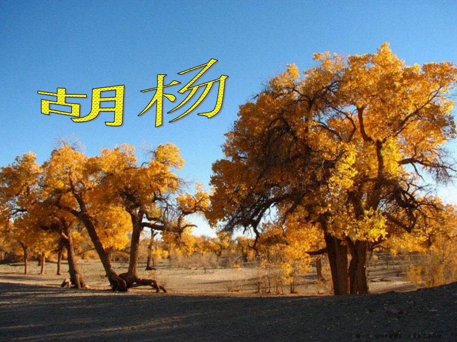 2022春湘教版语文六下《胡杨》ppt课件.ppt_第1页