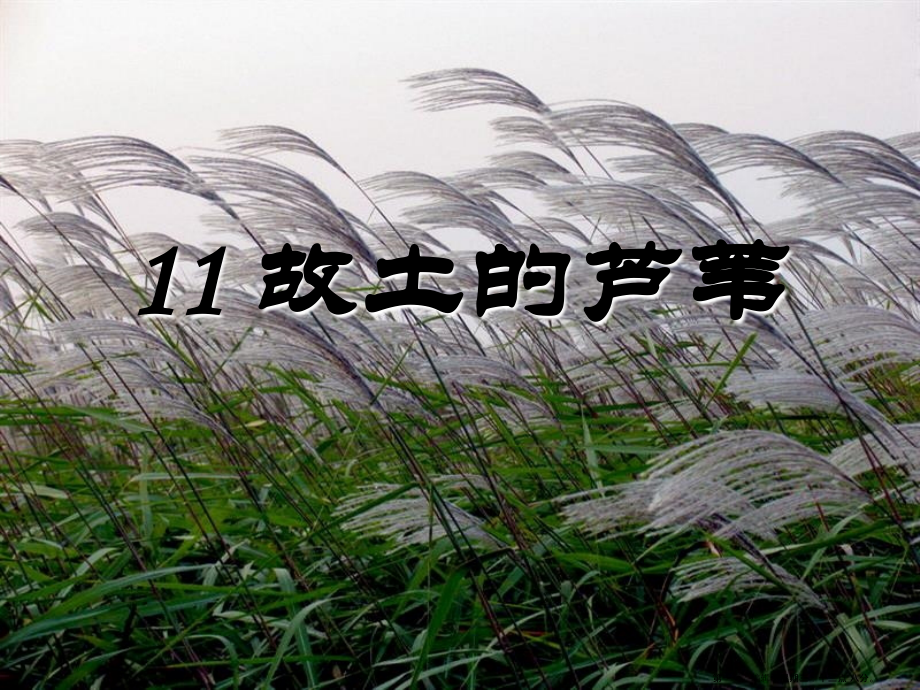 2022春湘教版语文三下《故乡的芦苇》ppt课件2.ppt_第1页