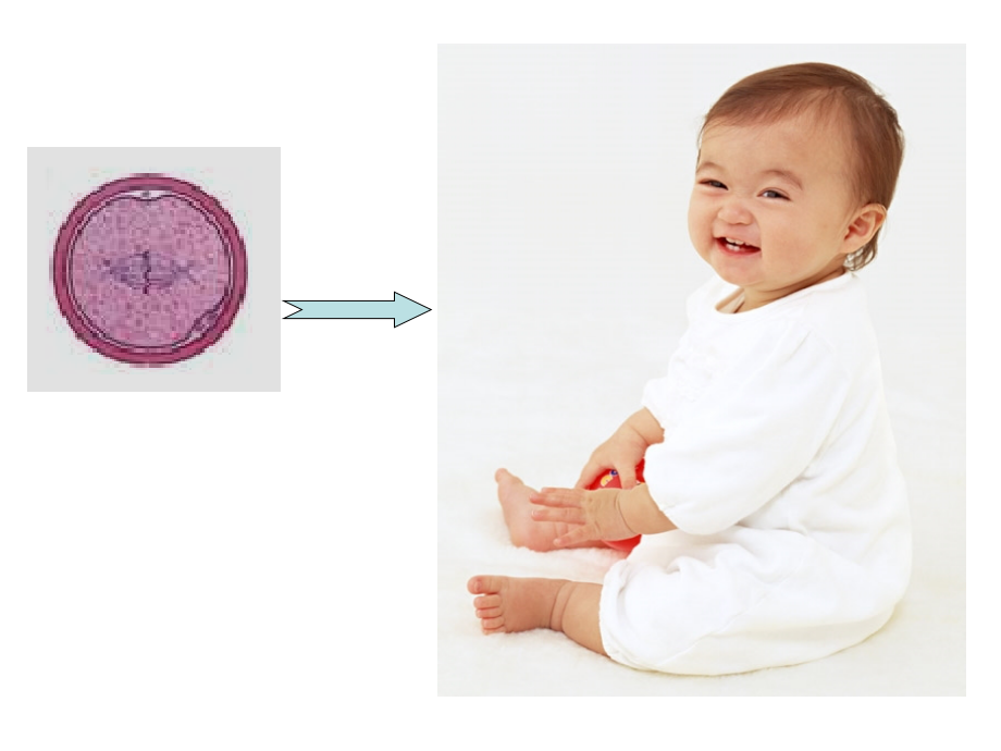 细胞分化、癌变、衰老、凋亡(终结版).ppt_第2页