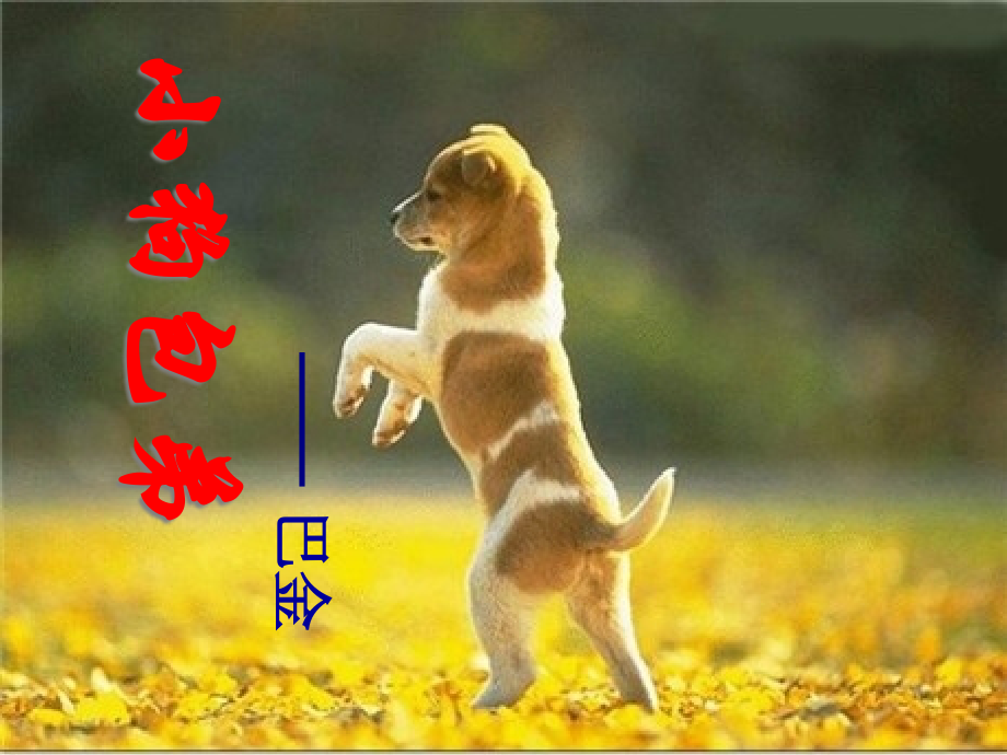 《小狗包弟》公开课优秀教案ppt省公开课获奖课件说课比赛一等奖课件.pptx_第1页