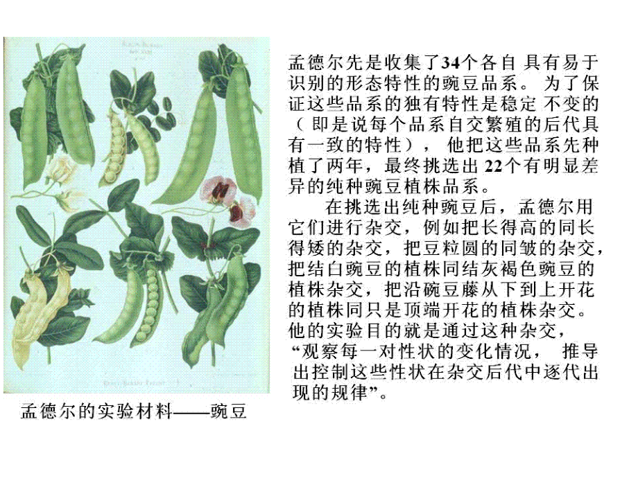 生命科学与健康-第03章-遗传.ppt_第2页