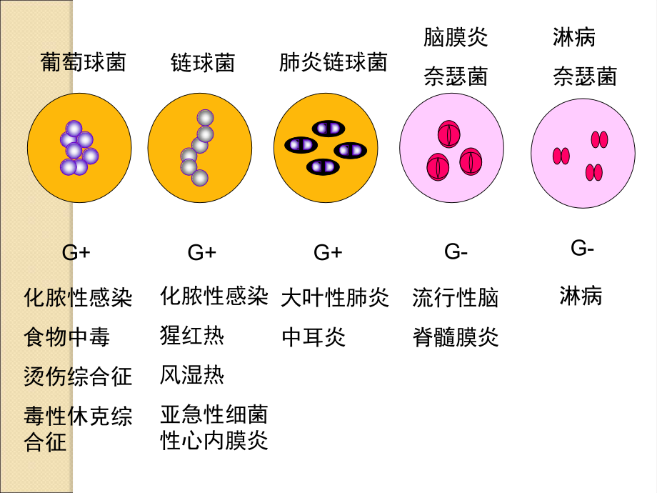 第8章-球菌.ppt_第2页