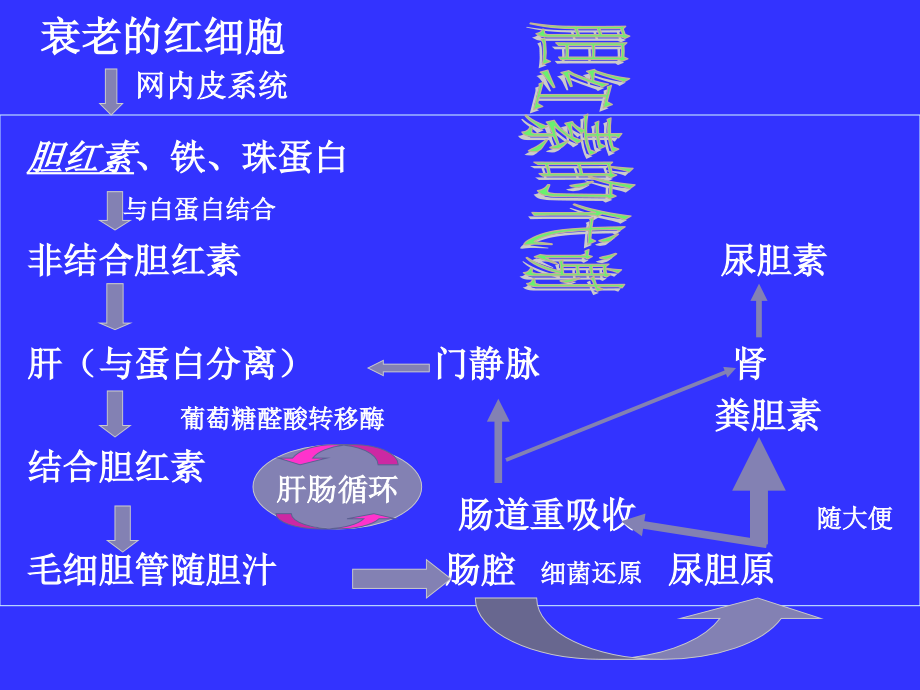 二、新生儿黄疸.ppt_第2页