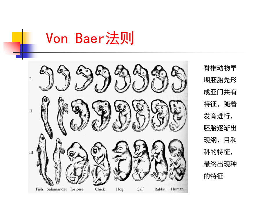 第七章-三胚层与器官发生.ppt_第2页