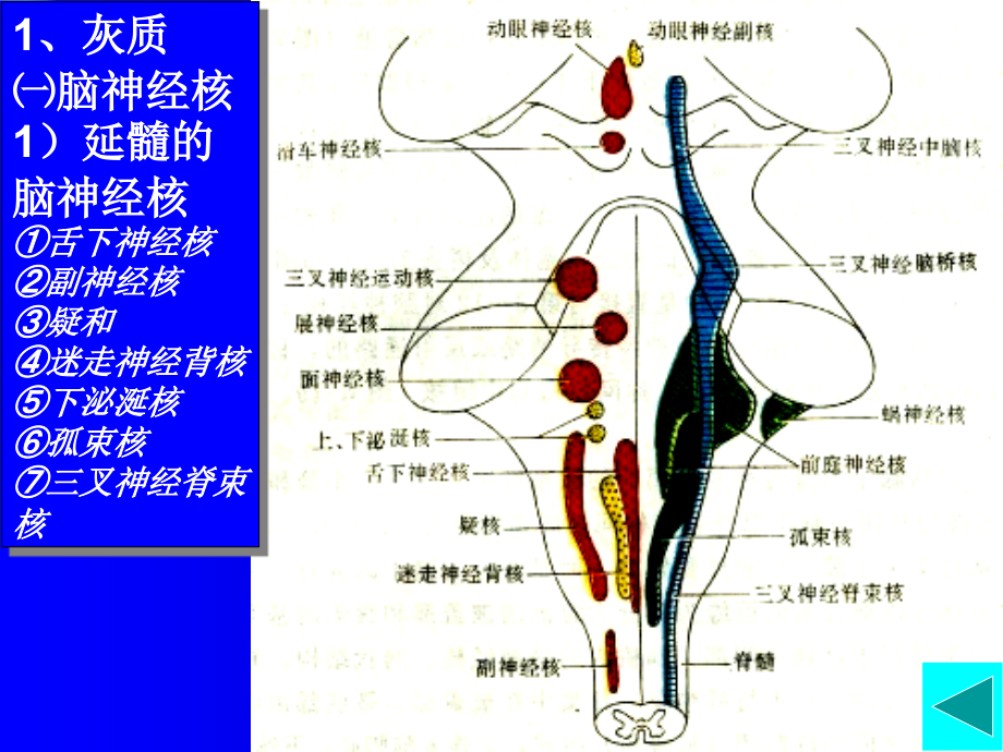 神经解剖脑干内部结构.ppt_第2页