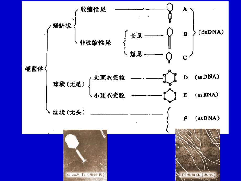 第三章病毒-2.ppt_第2页