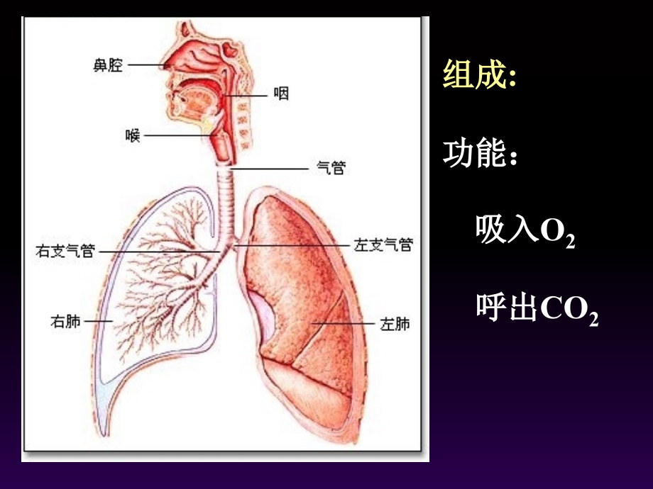 四川大学组胚课件-16.呼吸系统.ppt_第1页