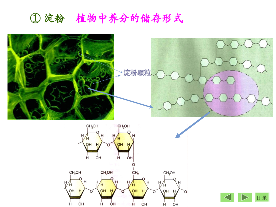 生物化学第四章-糖代谢.ppt_第2页