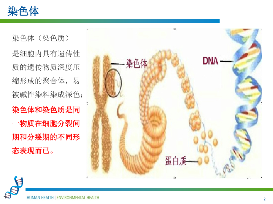 染色体病和单基因病.pptx_第2页