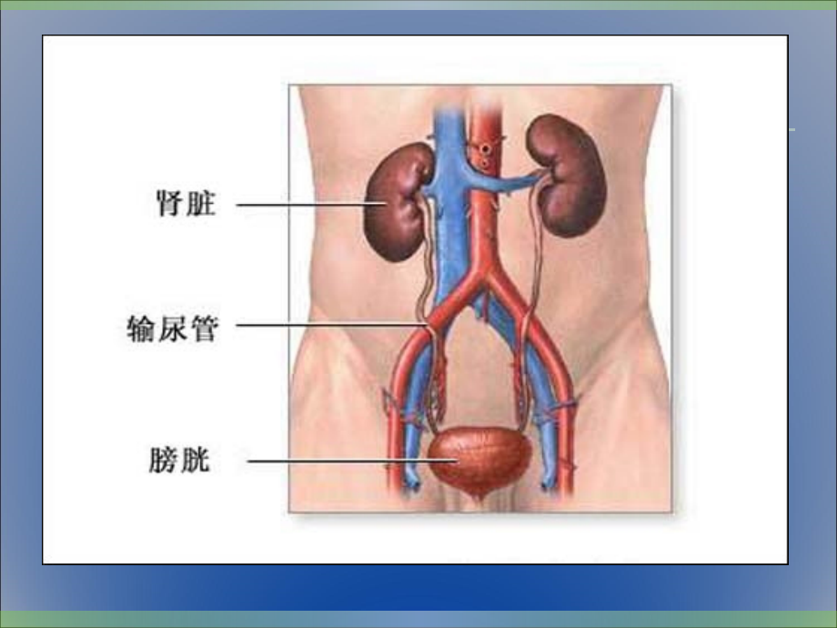 膀胱肿瘤业务学习.ppt_第2页