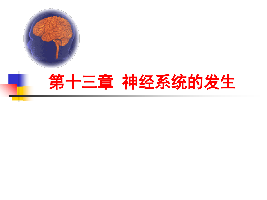 第十三章-神经系统的发生.ppt_第1页