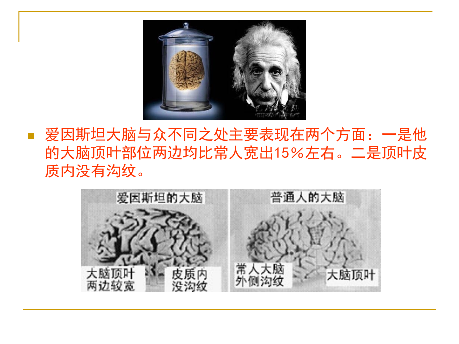 第十三章-神经系统的发生.ppt_第2页