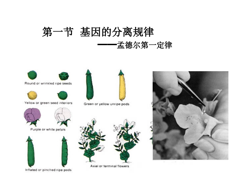 第三章孟德尔定律及其扩展.ppt_第2页