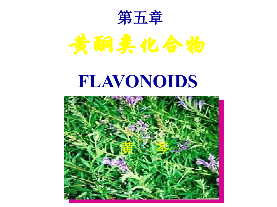 天然药物化学-黄酮类(图文并茂).ppt_第1页