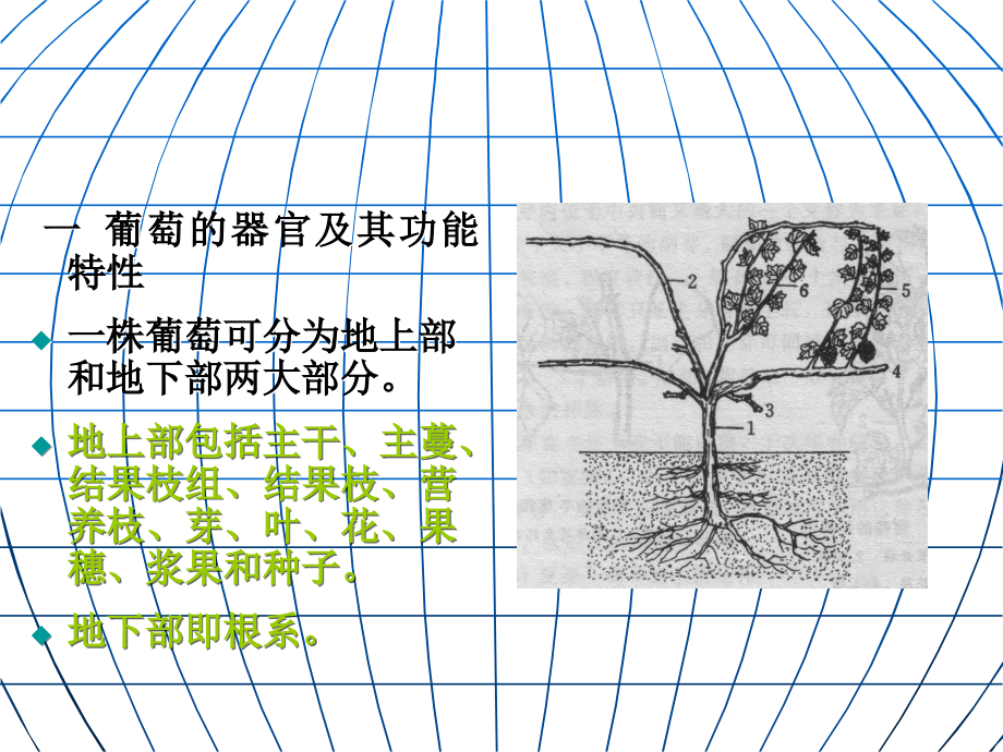 第二章-葡萄的生物学特性.ppt_第2页