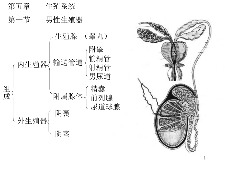 生殖知识-基本理论.ppt_第1页