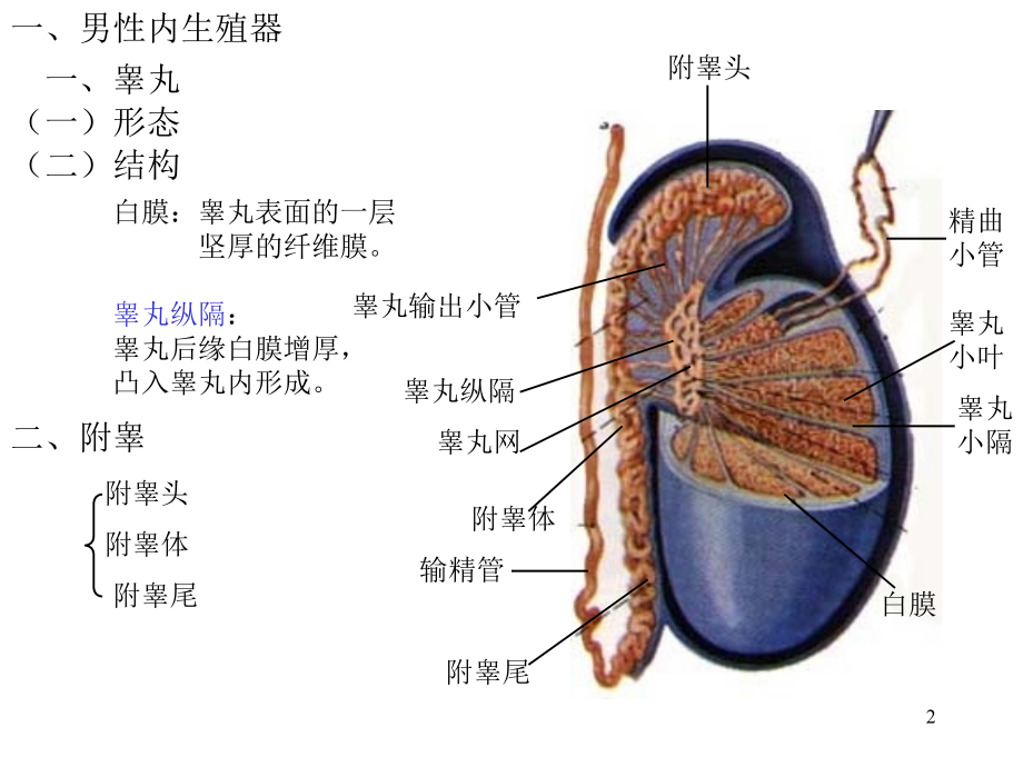 生殖知识-基本理论.ppt_第2页
