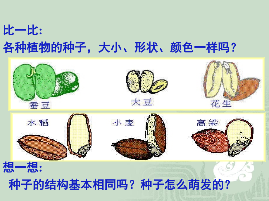 四下科学第二单元5.种子的萌发.ppt_第2页