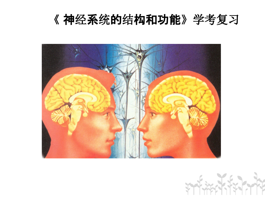 神经系统学考复习.ppt_第1页