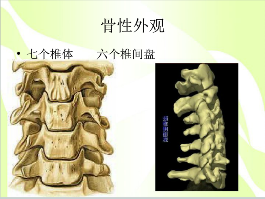 科普讲座：颈椎病退变机制及防治.ppt_第2页