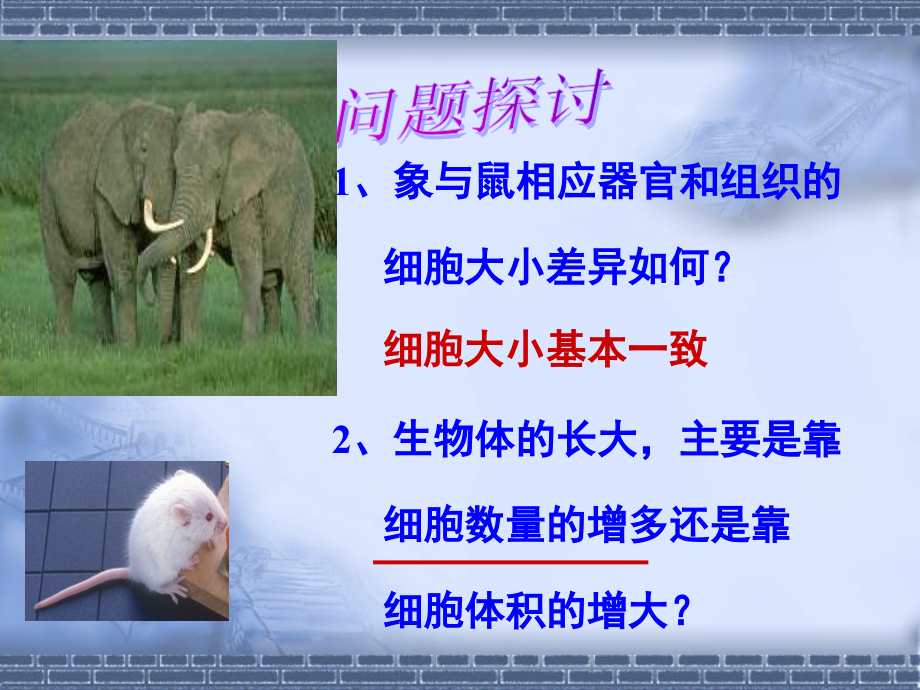 细胞增殖10.ppt_第2页