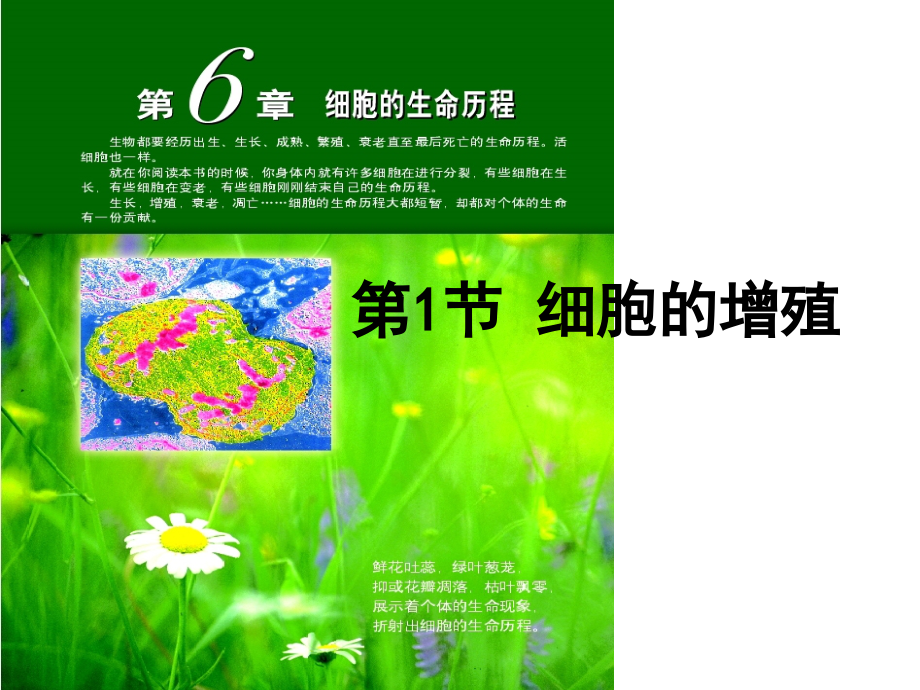人教版教学高中生物必修一细胞增殖.ppt_第1页