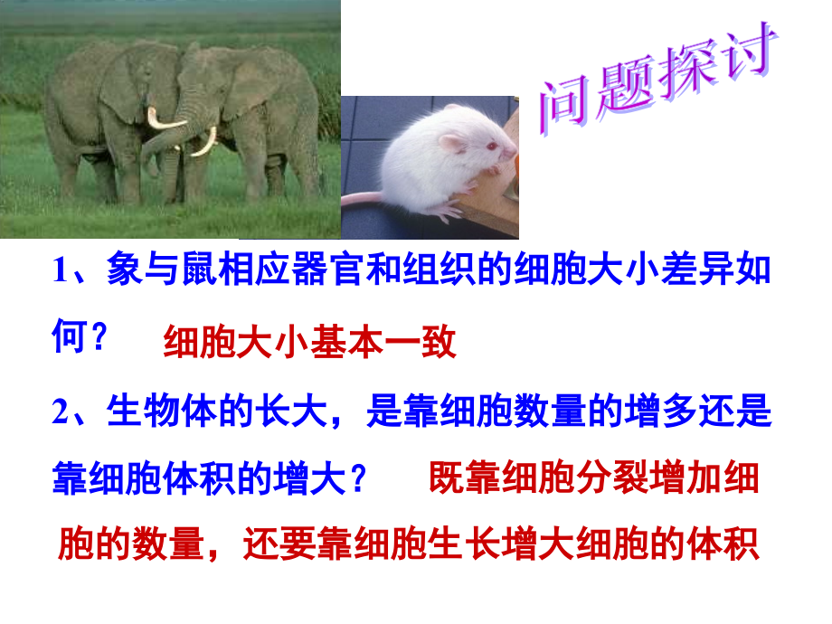 人教版教学高中生物必修一细胞增殖.ppt_第2页