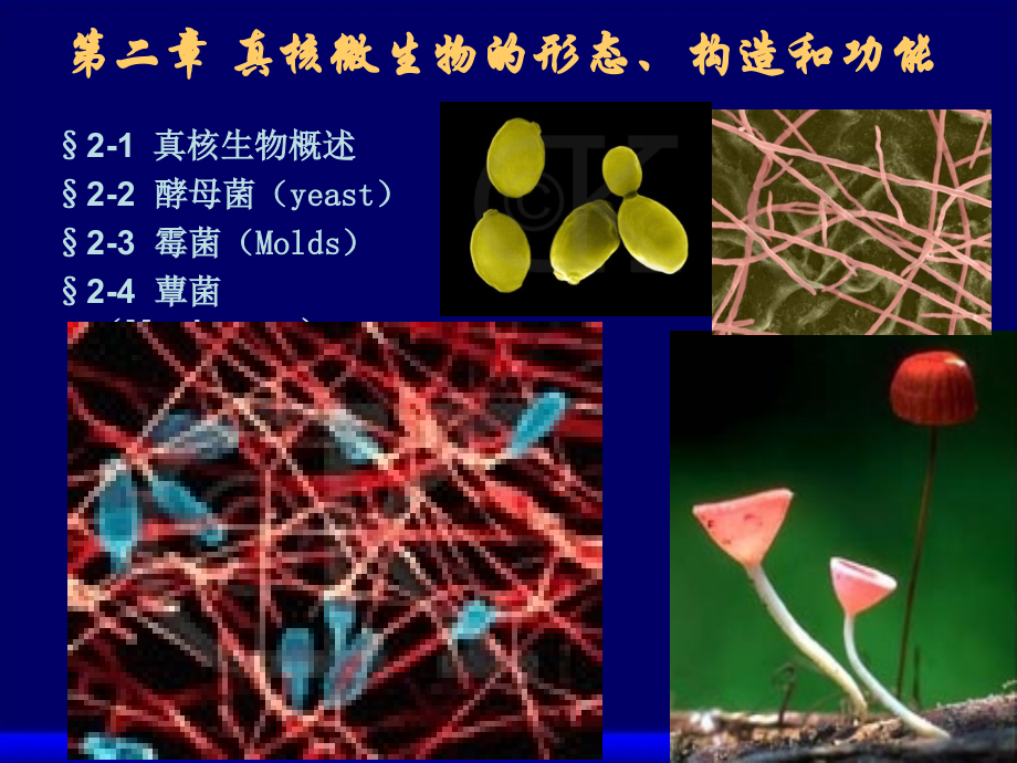第3章--真核微生物的形态、结构与功能(树达).ppt_第1页