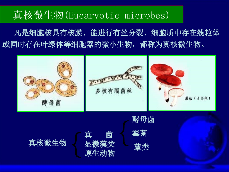 第3章--真核微生物的形态、结构与功能(树达).ppt_第2页