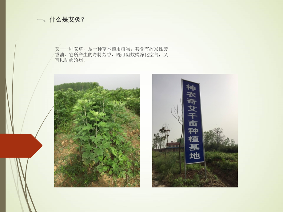 神农奇艾艾灸讲义.ppt_第2页