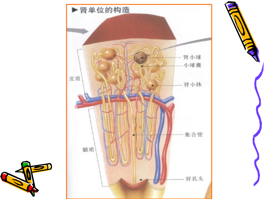 毒理和药理-抗微生物药物利尿药和脱水药.ppt_第2页