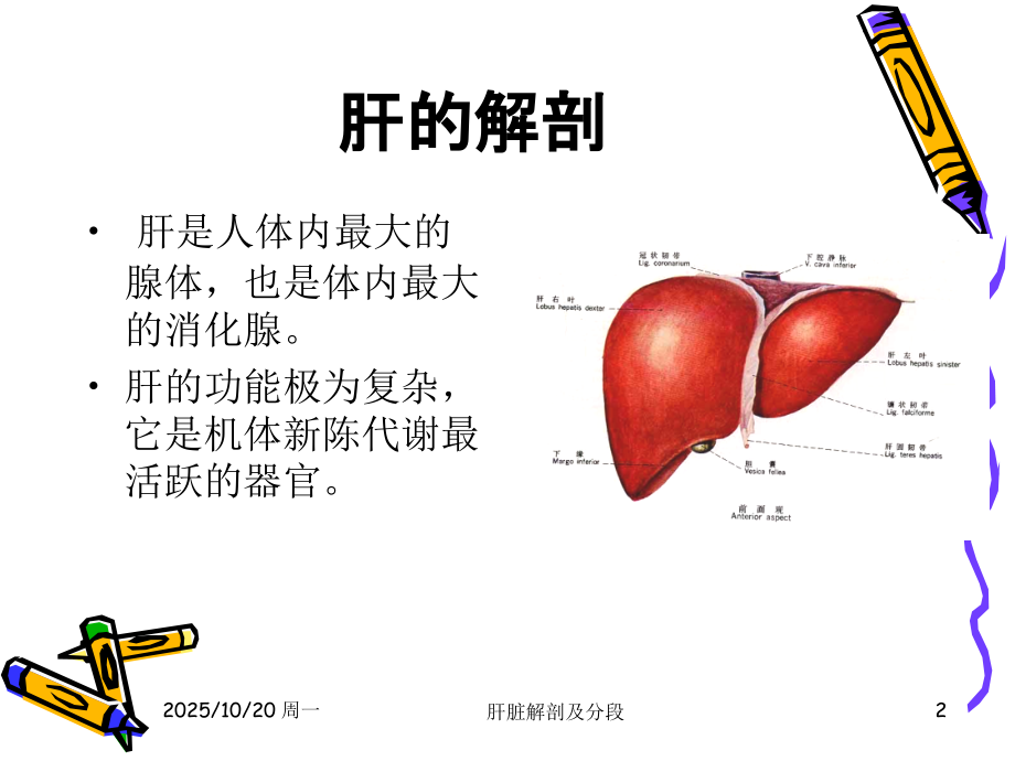医学肝的解剖和分段(2)ppt培训课件.ppt_第2页