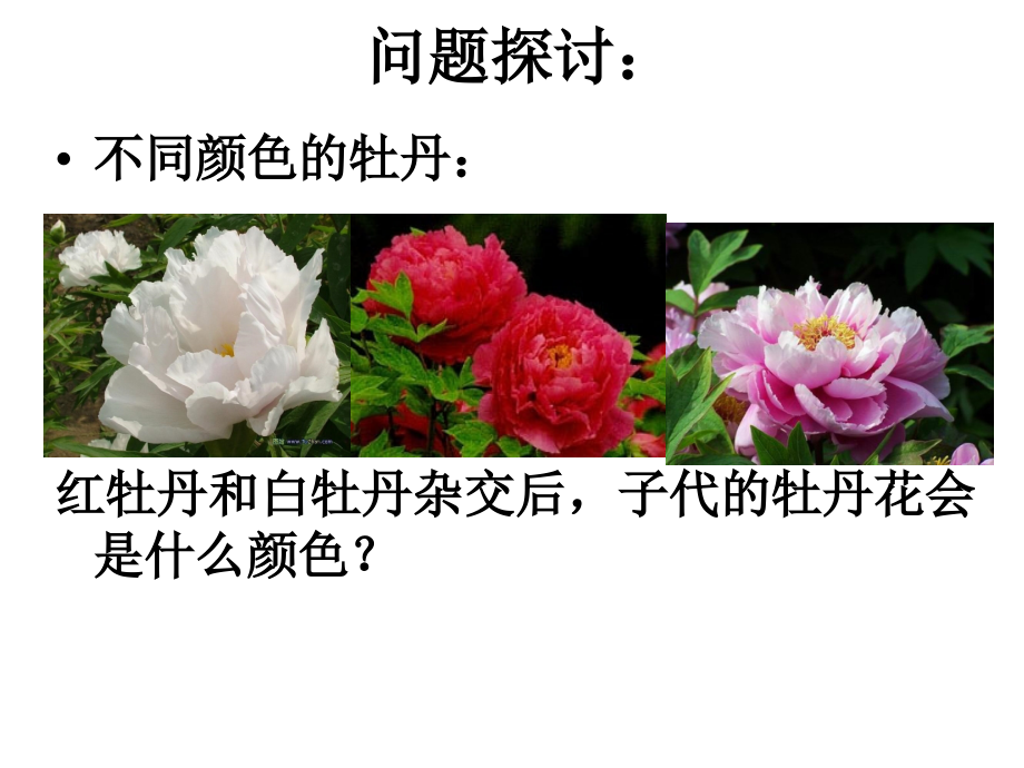 孟德尔豌豆杂交实验(一).ppt_第2页