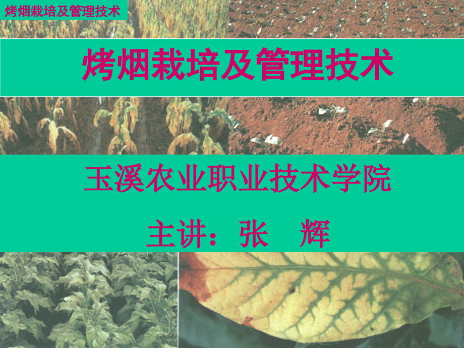 云南烤烟栽培及管理技术.ppt_第1页