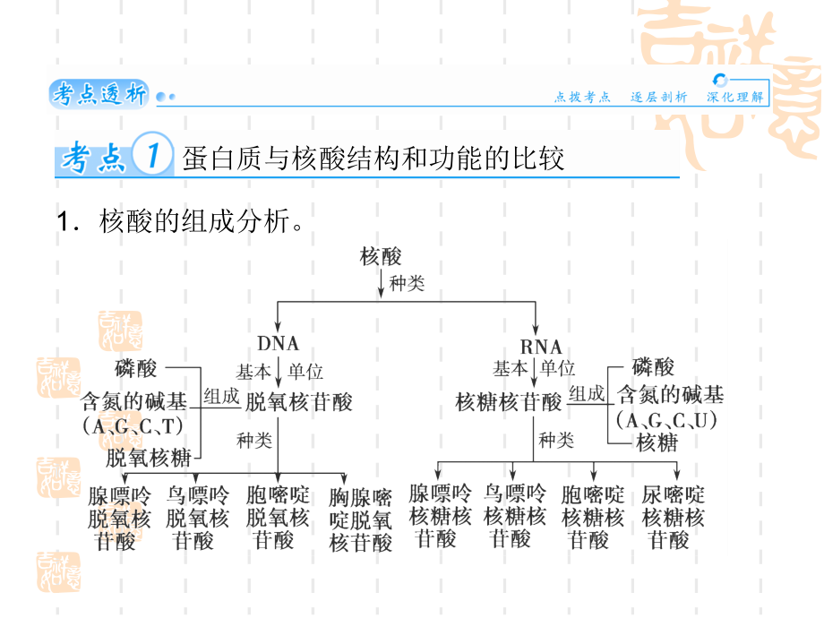 课件4-遗传信息的携带者——.ppt_第1页