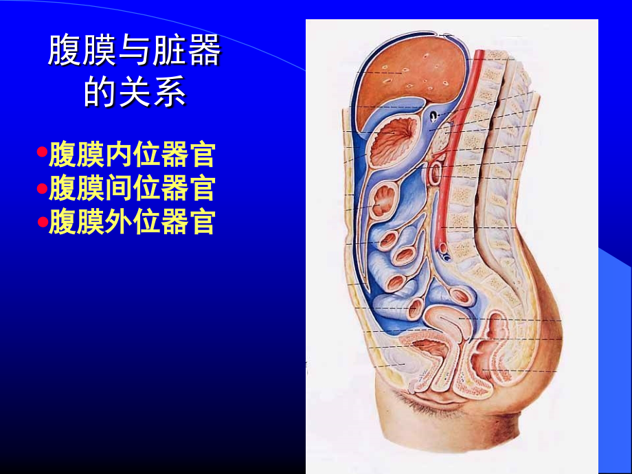 腹腔、腹膜和结肠上区.ppt_第2页