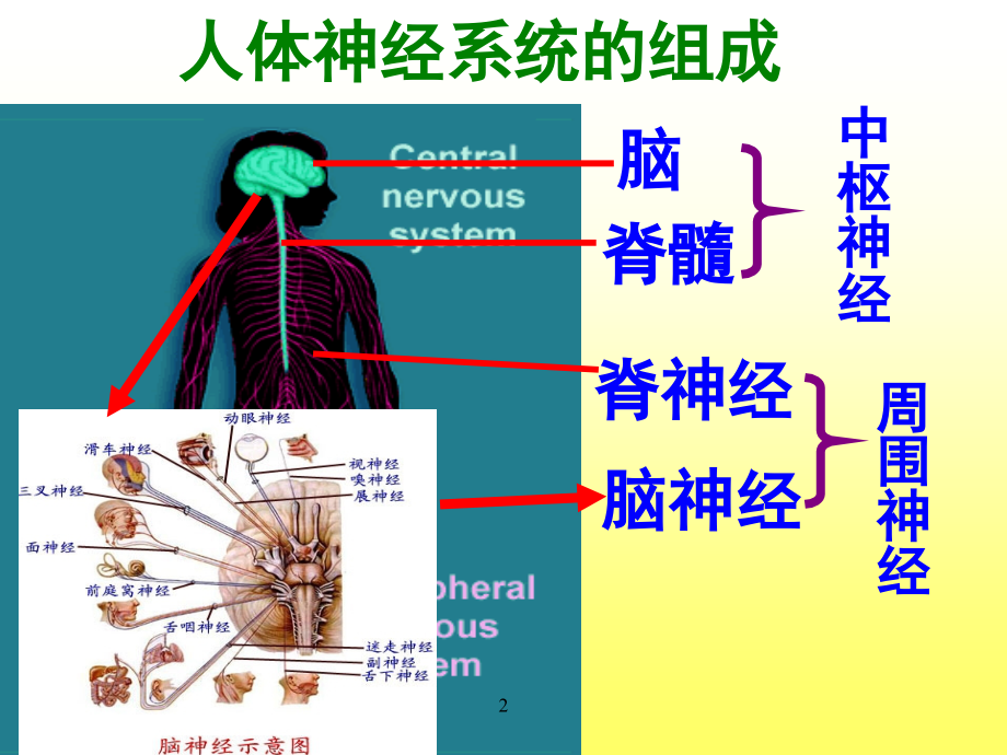 第三篇-第六章神经系统解剖生理.ppt_第2页