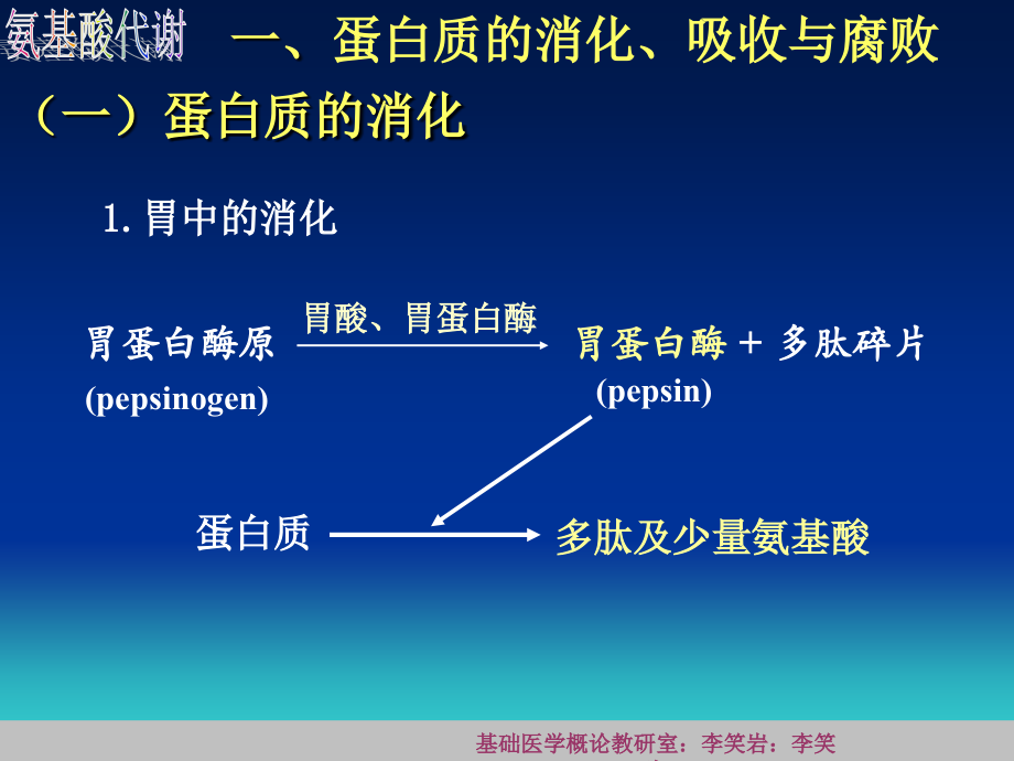 第四篇7-氨基酸代谢.ppt_第2页
