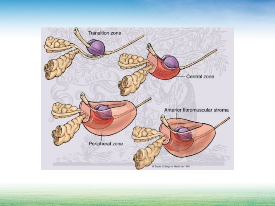 良性前列腺增生症与心血管疾病.ppt_第1页
