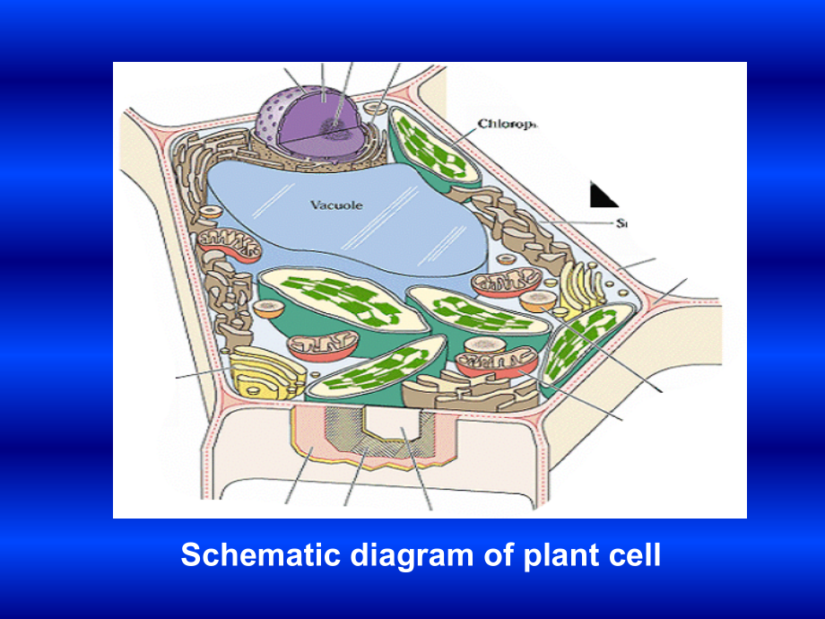 第一章-植物细胞.ppt_第1页