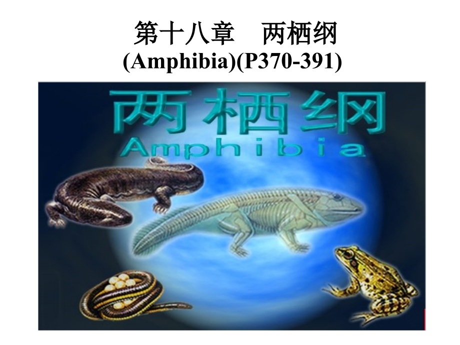 第18章.两栖纲.ppt_第1页