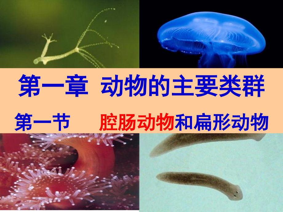 腔肠动物课件(完成).ppt_第2页