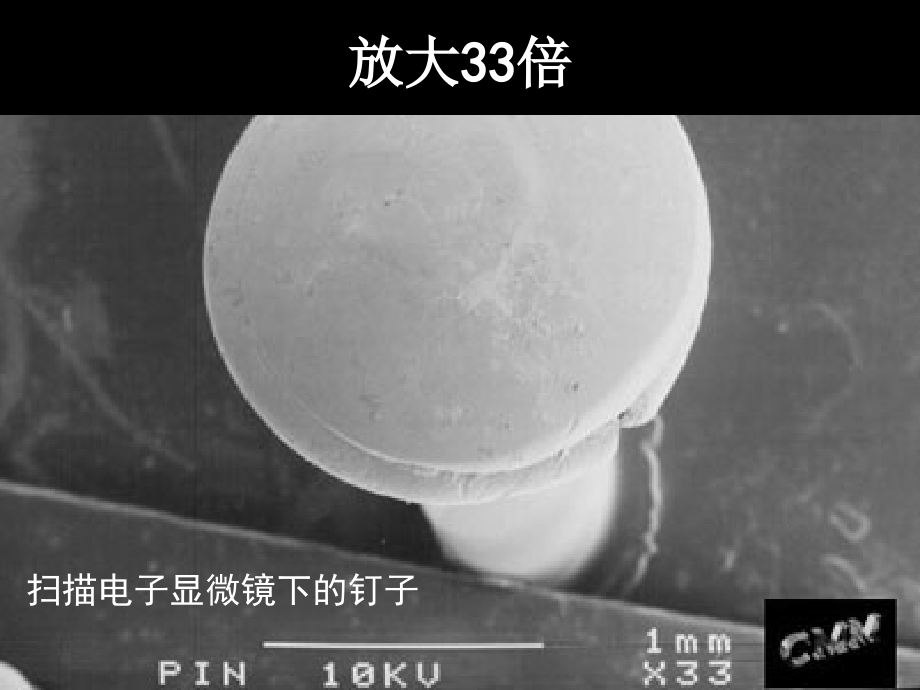 北京版六年级科学细菌.ppt_第2页